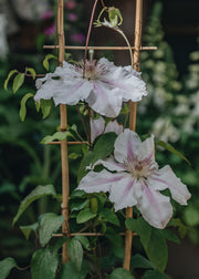 Clematis Clematis Hyde Hall™, 3L