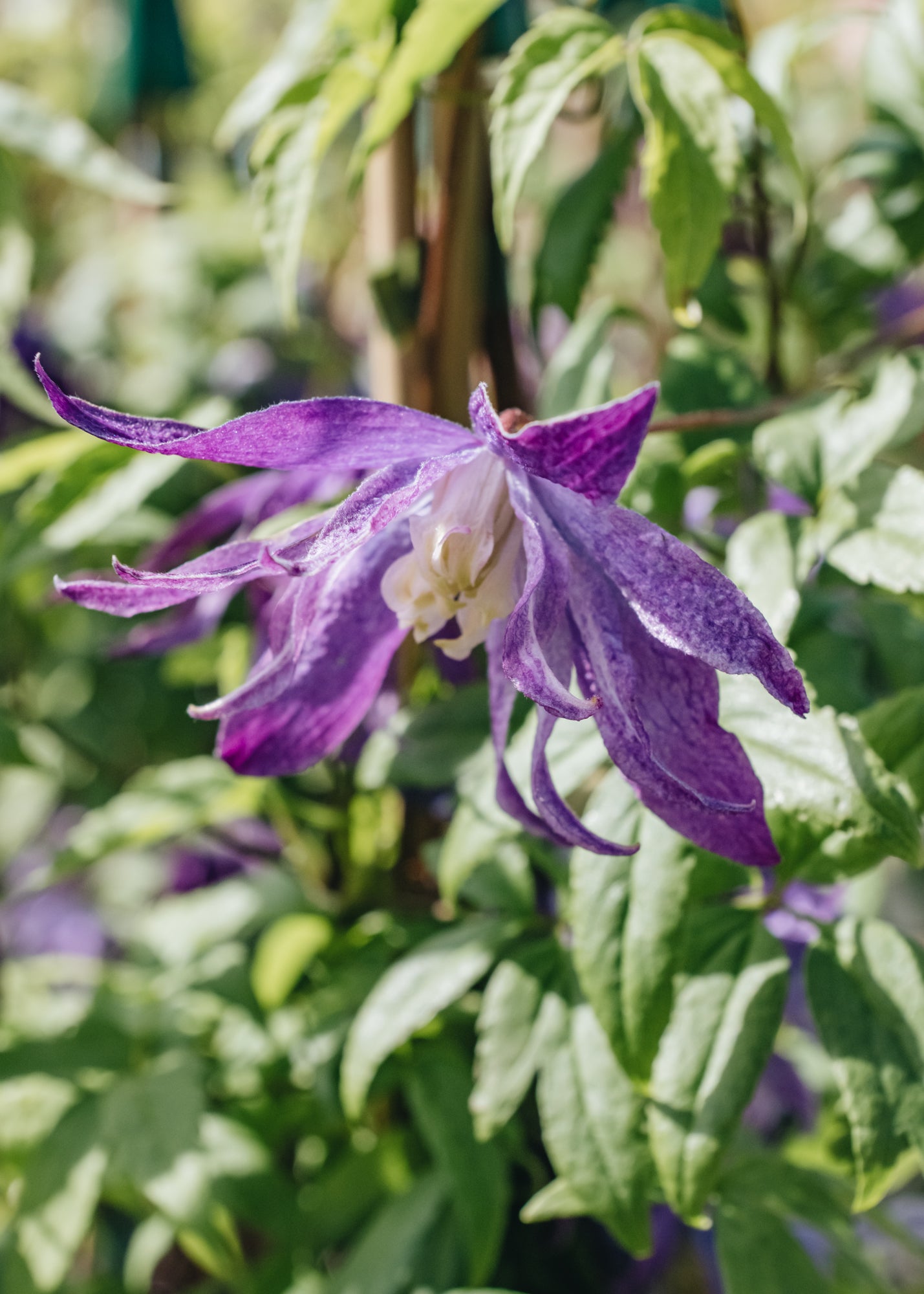 Clematis macropetala Jan Lindmark