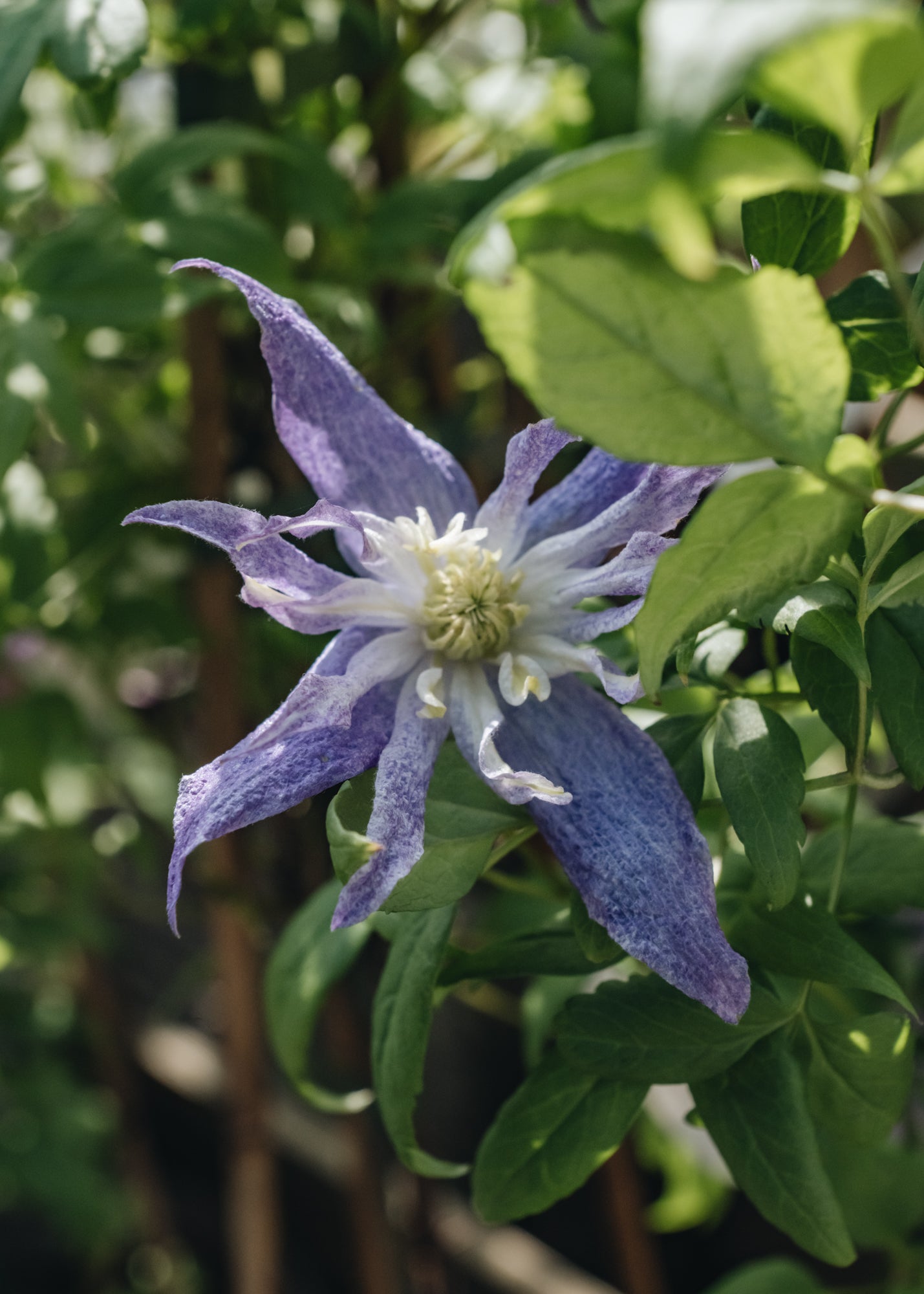 Clematis macropetala Jan Lindmark