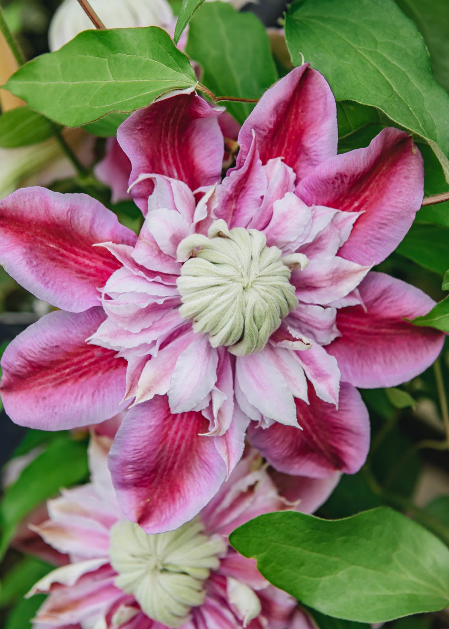 Clematis Josephine