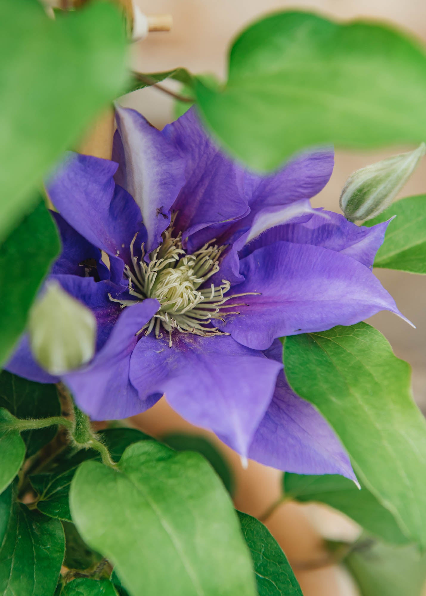 Clematis Olympia