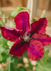 Clematis Rebecca