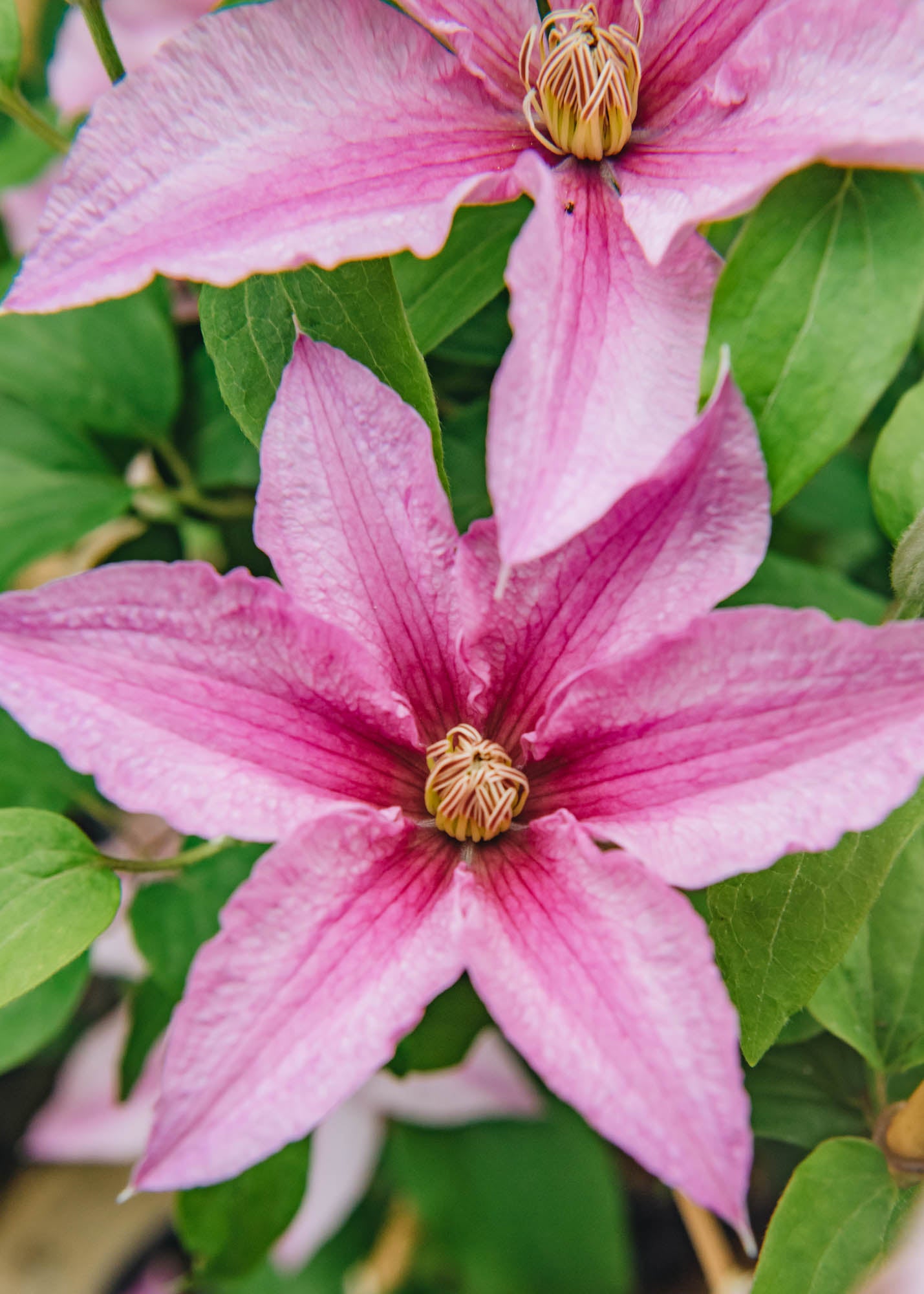 Clematis Sally