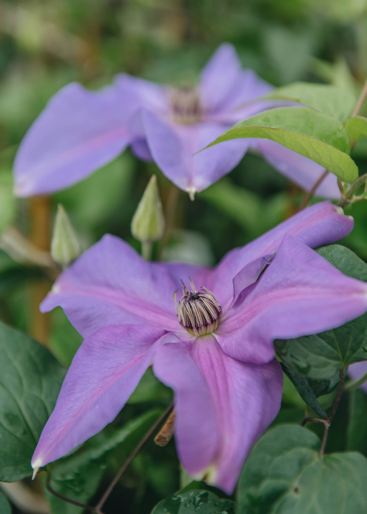 Clematis Shimmer