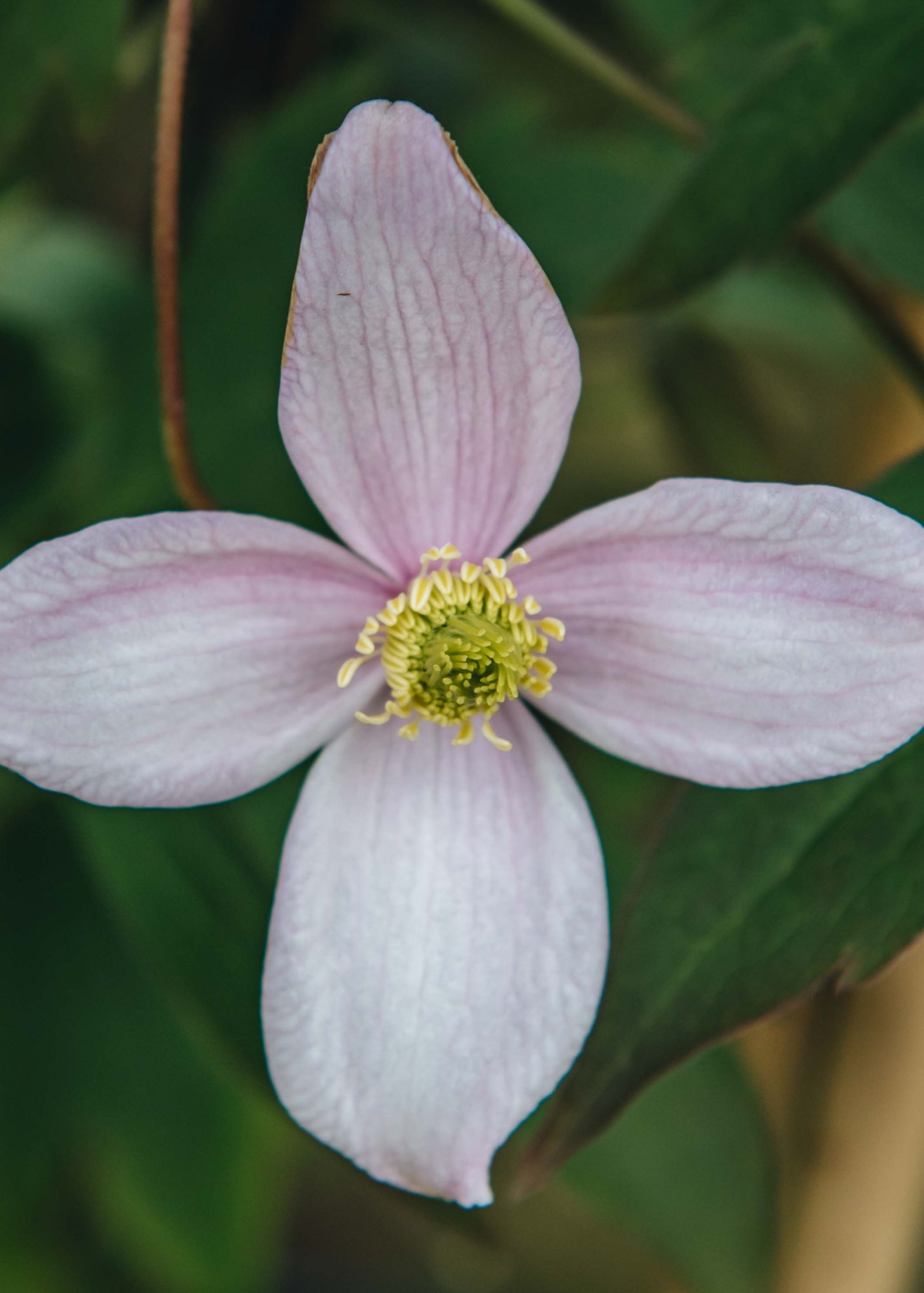 Clematis montana Rubens