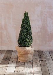 Taxus Taxus Baccata Clipped Cone, 15L