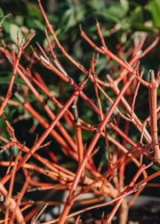 Cornus Cornus sanguinea Anny's Winter Orange 3L