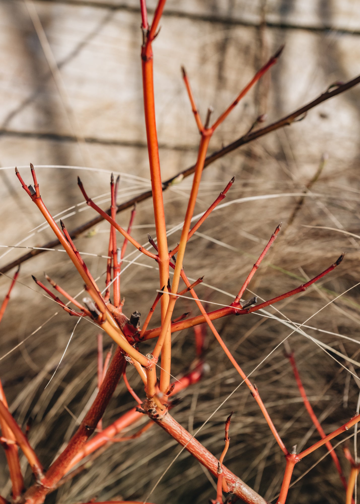 Cornus Cornus sanguinea Anny's Winter Orange 3L