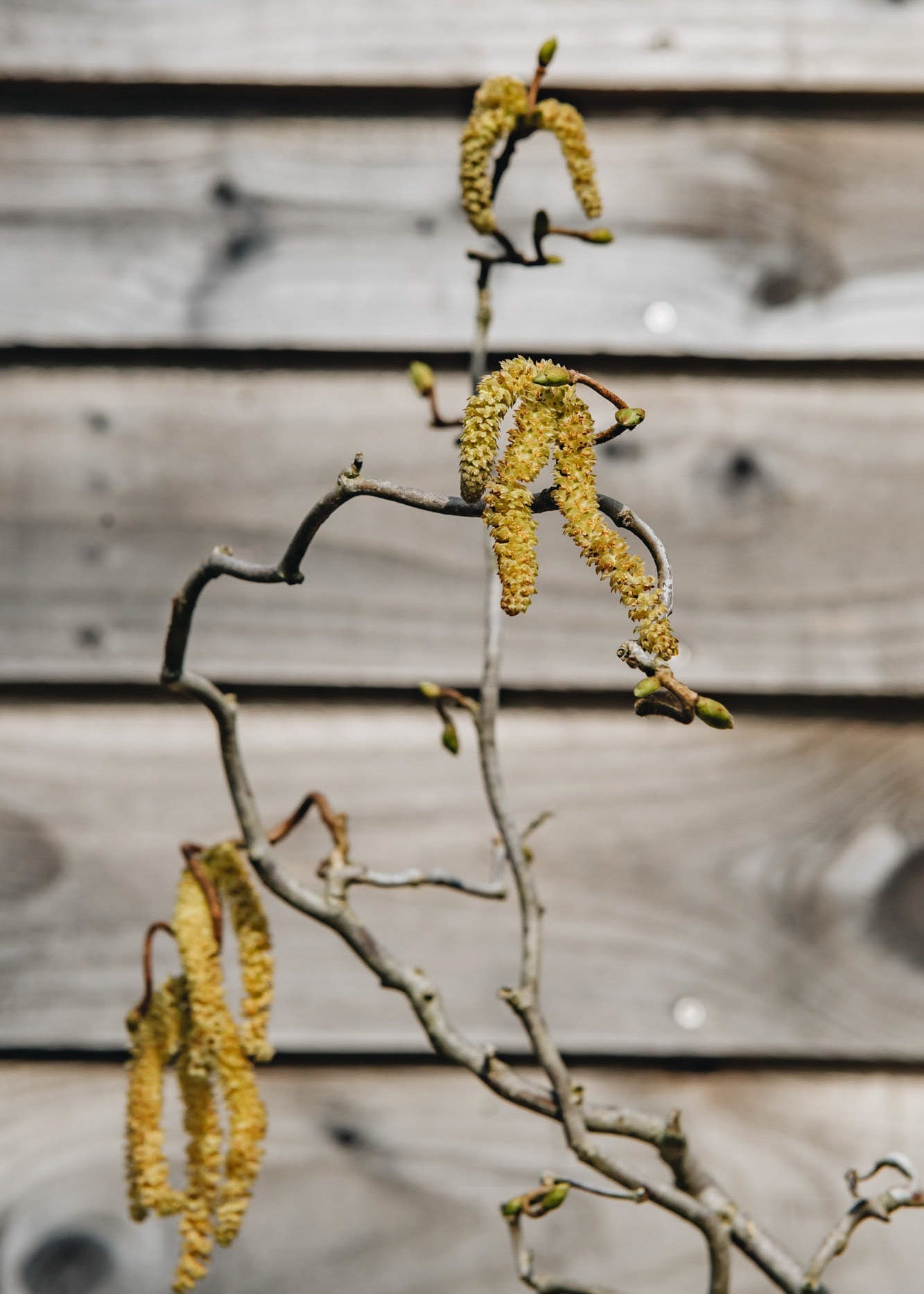 Corkscrew hazel