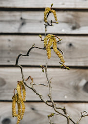 Corkscrew hazel