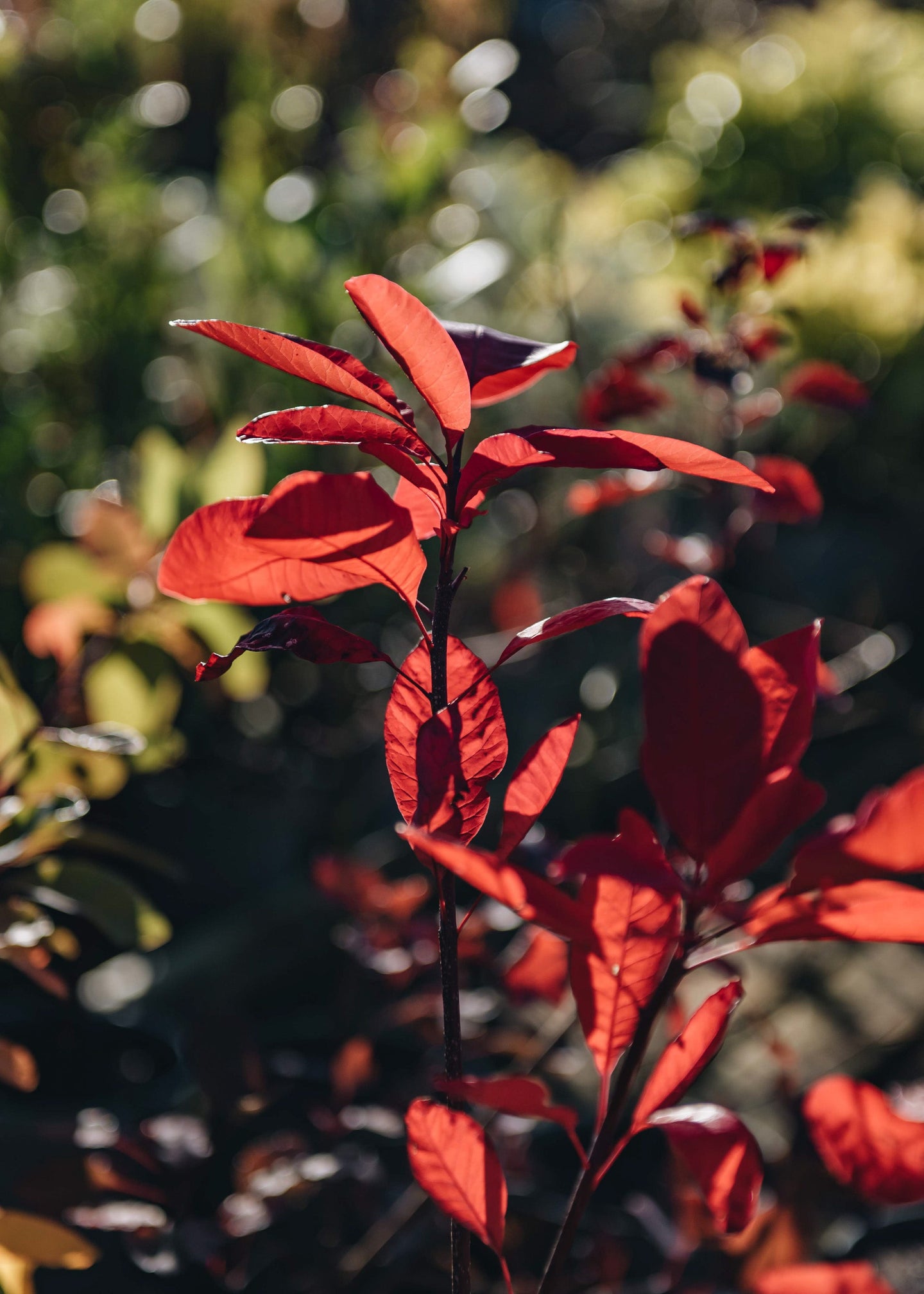 Cotinus coggygria Grace