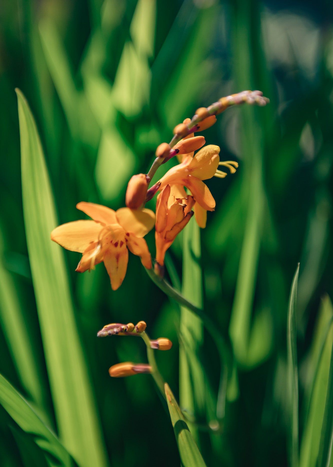 Crocosmia Crocosmia Columbus, 2/3L