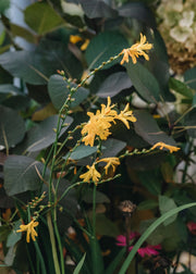 Crocosmia x crocosmiiflora George Davison