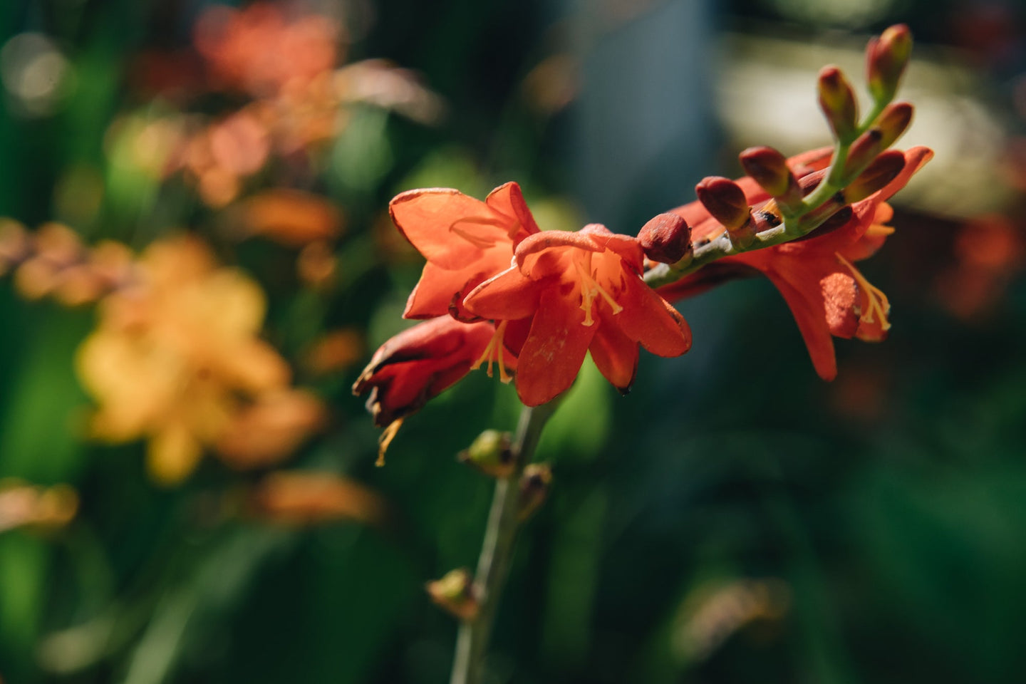 Crocosmia Crocosmia Red King
