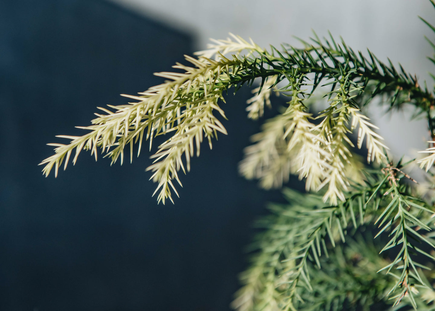 Cryptomeria japonica Sekkan-Sugi AGM
