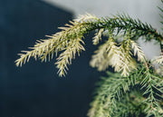 Cryptomeria japonica Sekkan-Sugi AGM