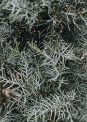 Cupressus arizonica fastigiata