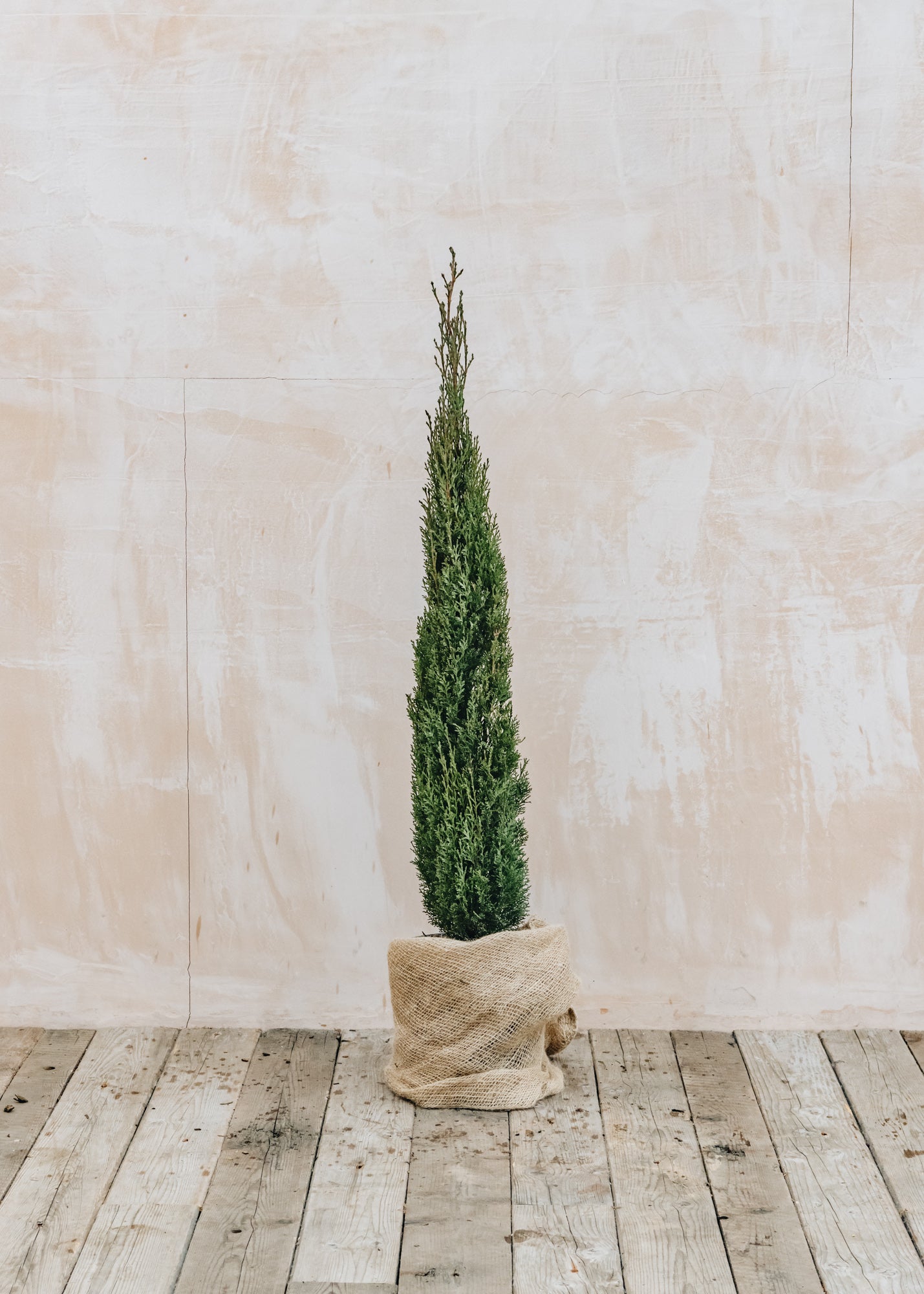 Cupressus Cupressus sempervirens totem, 7L