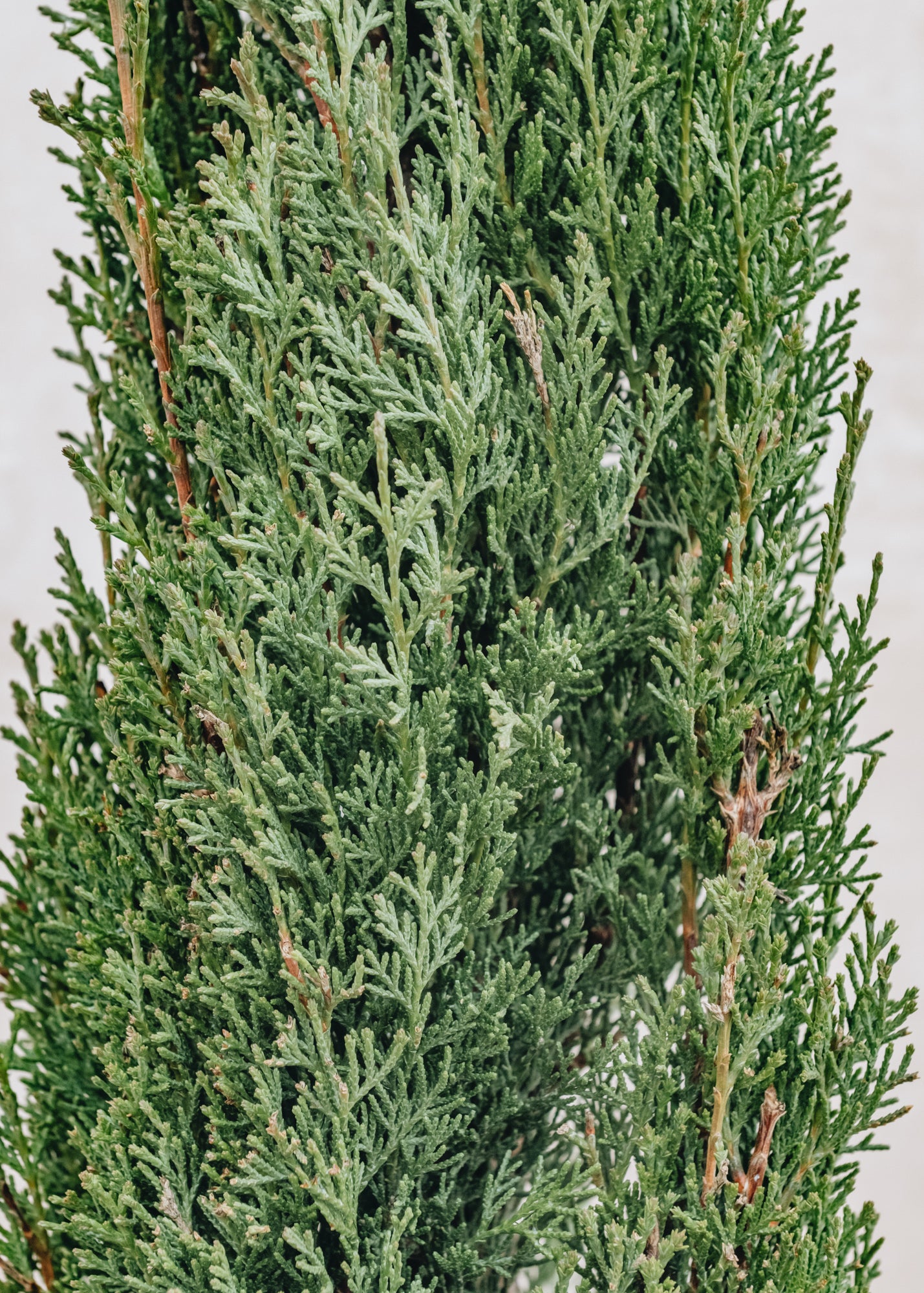Cupressus Cupressus sempervirens totem, 7L