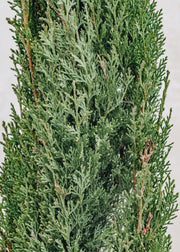 Cupressus Cupressus sempervirens totem, 7L