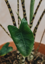 Houseplants Alocasia Tiger