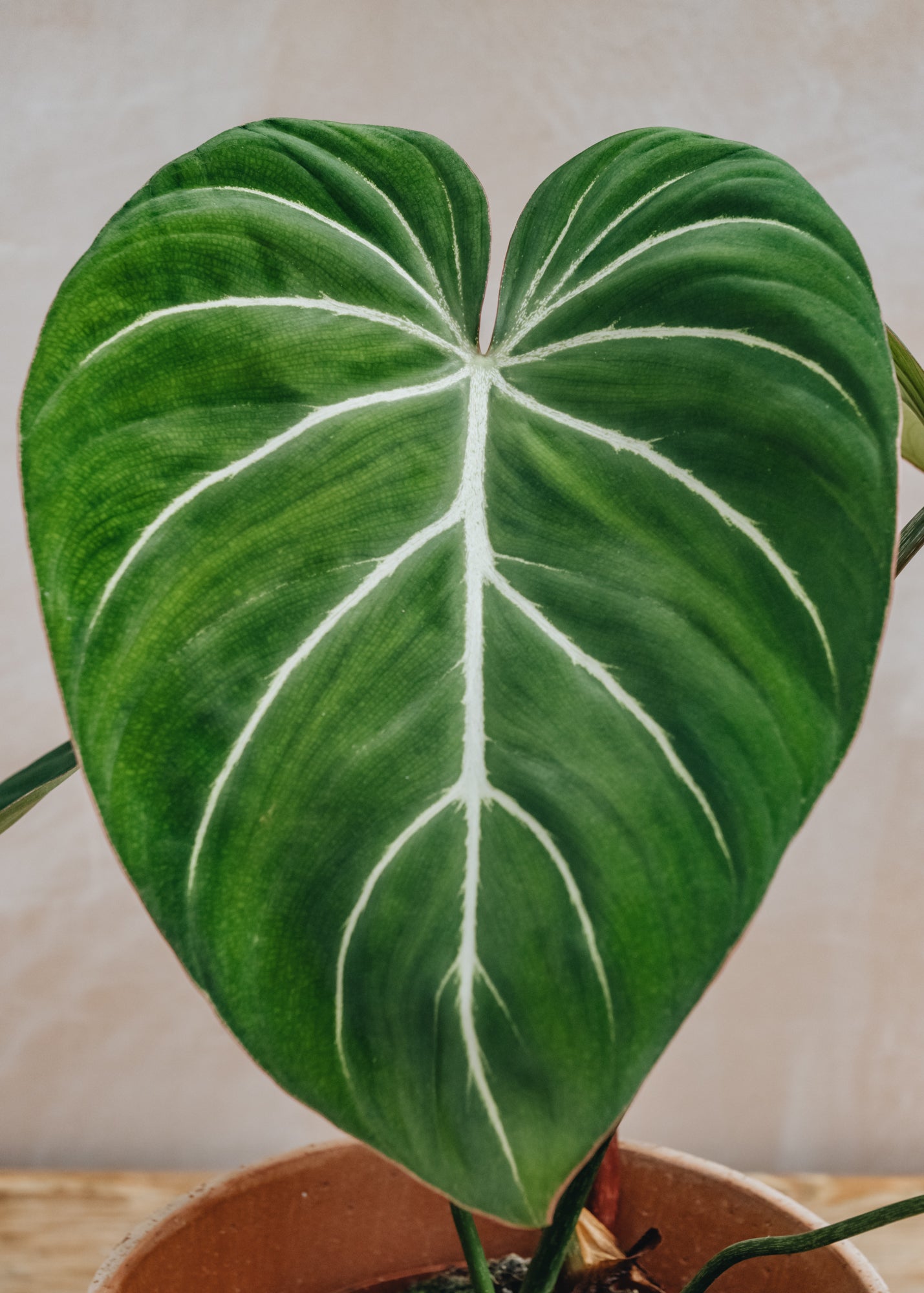Houseplants Philodendron gloriosum