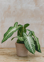 Caladium lindenii (Xanathosoma)