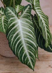 Houseplants Caladium lindenii (Xanathosoma)