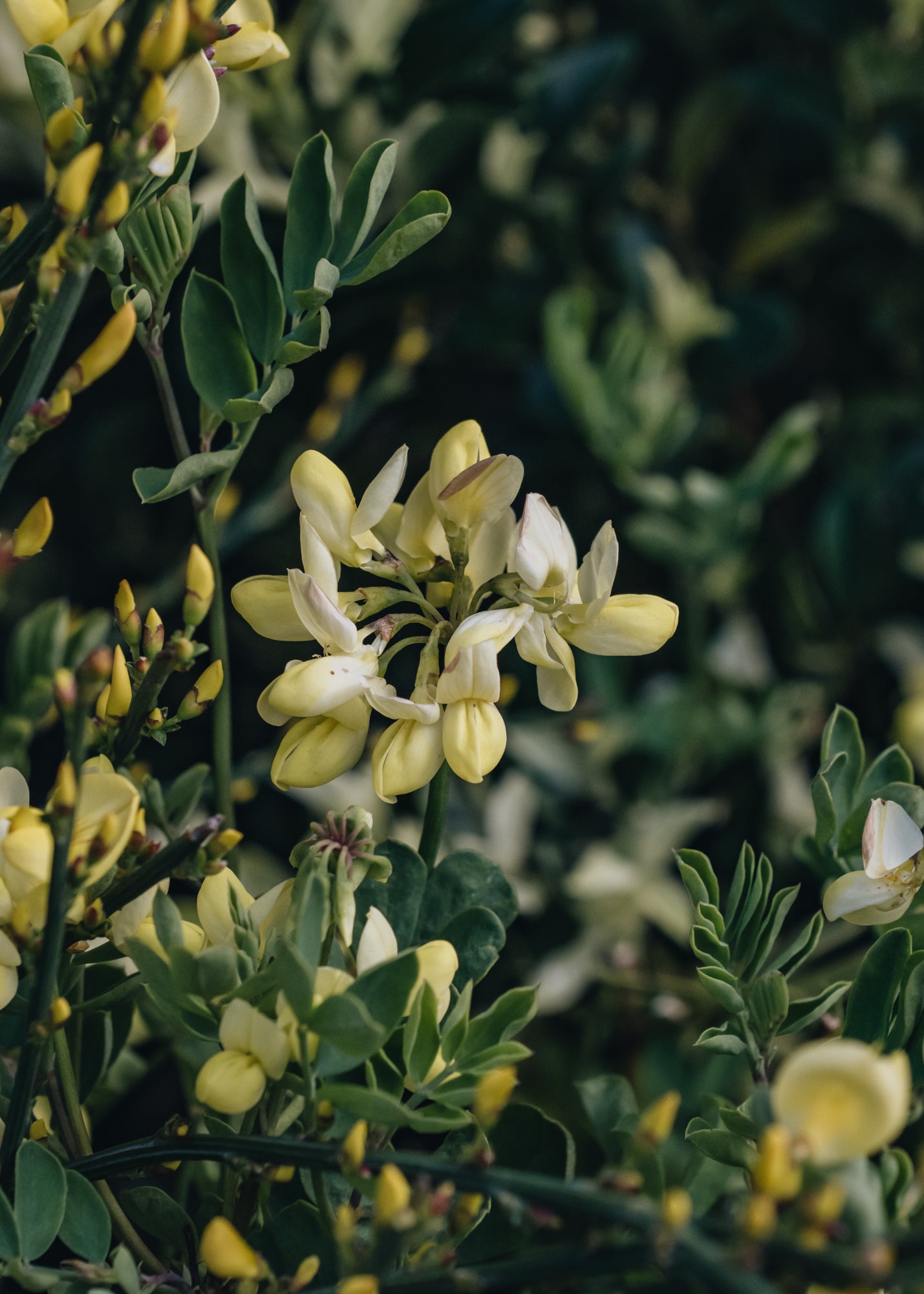 Cytisus Cytisus praecox Allgold AGM, 4.5L