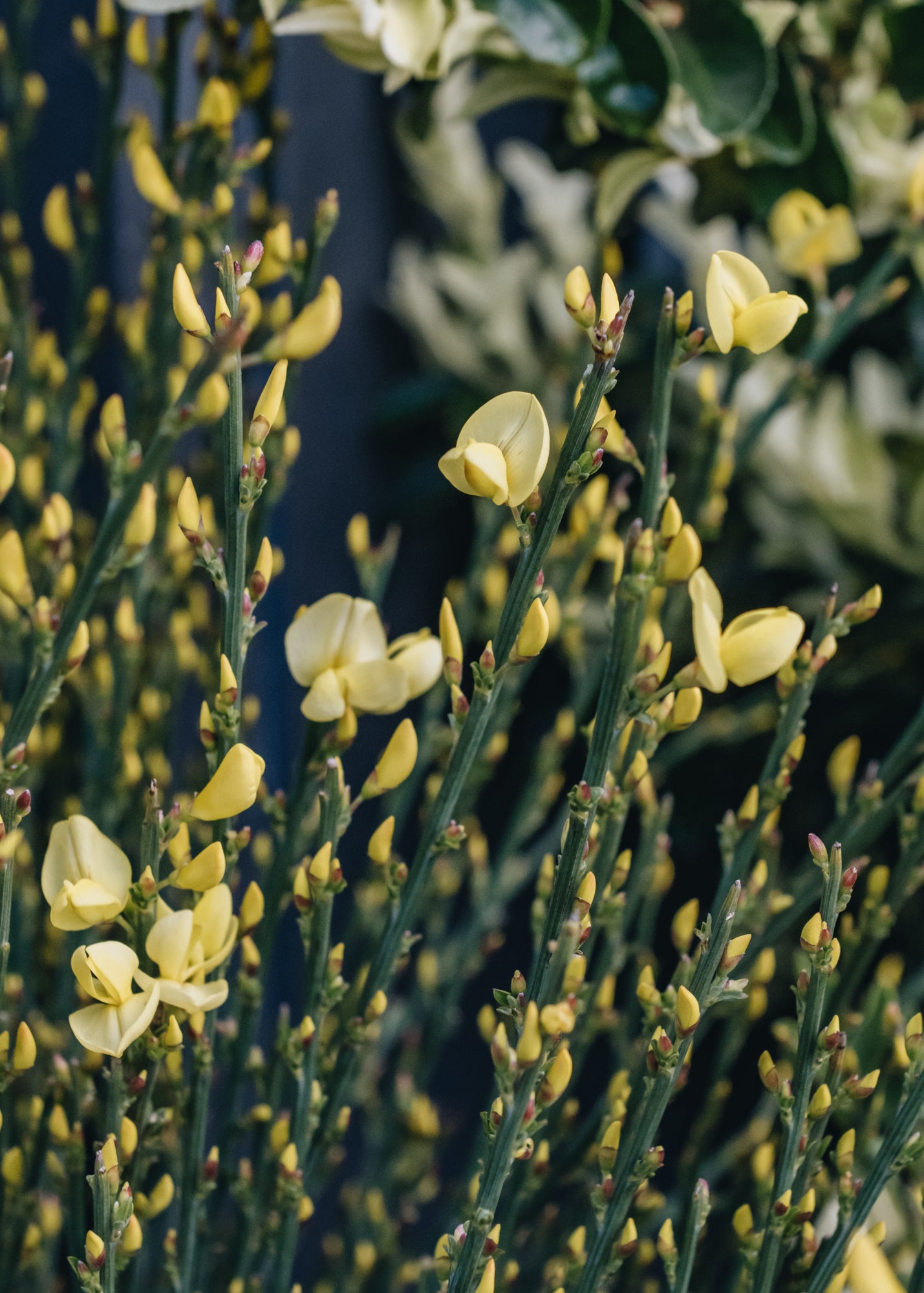 Cytisus praecox Allgold AGM