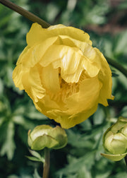 Trollius Lemon Queen