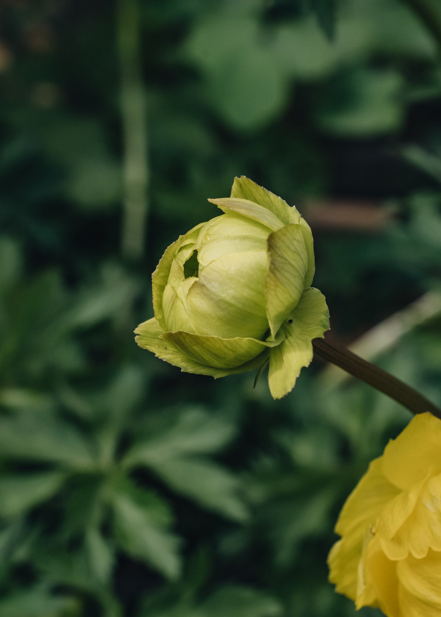Trollius Lemon Queen