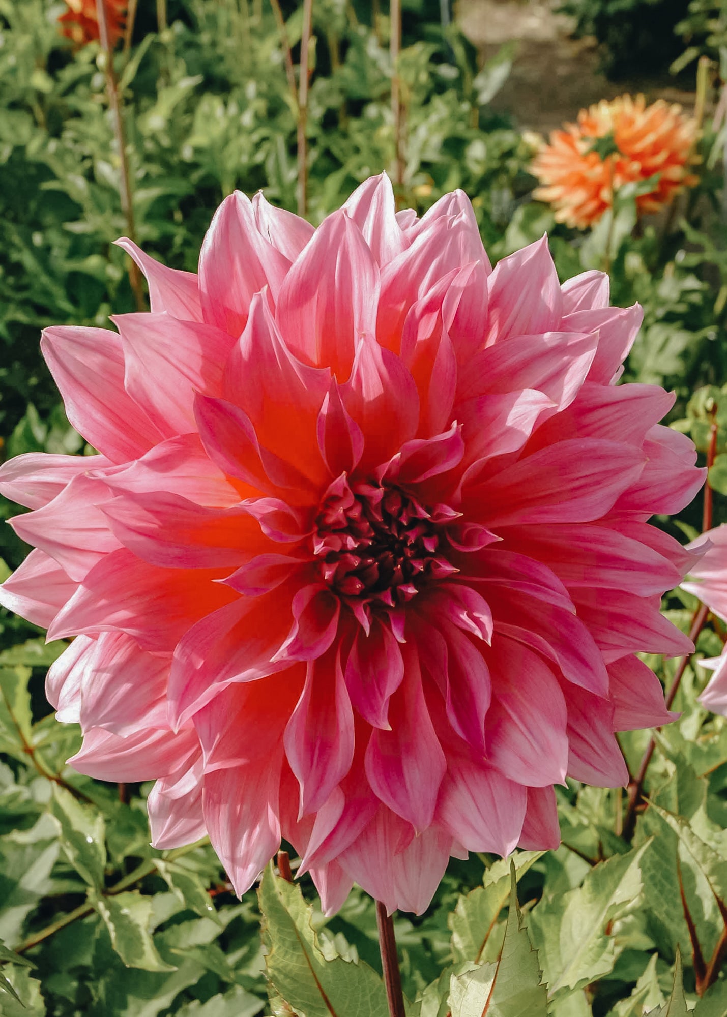 Taylors Bulbs Dahlia 'Arthur Hambley'