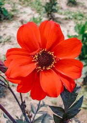 Taylors Bulbs Dahlia 'Bishop of Llandaff'