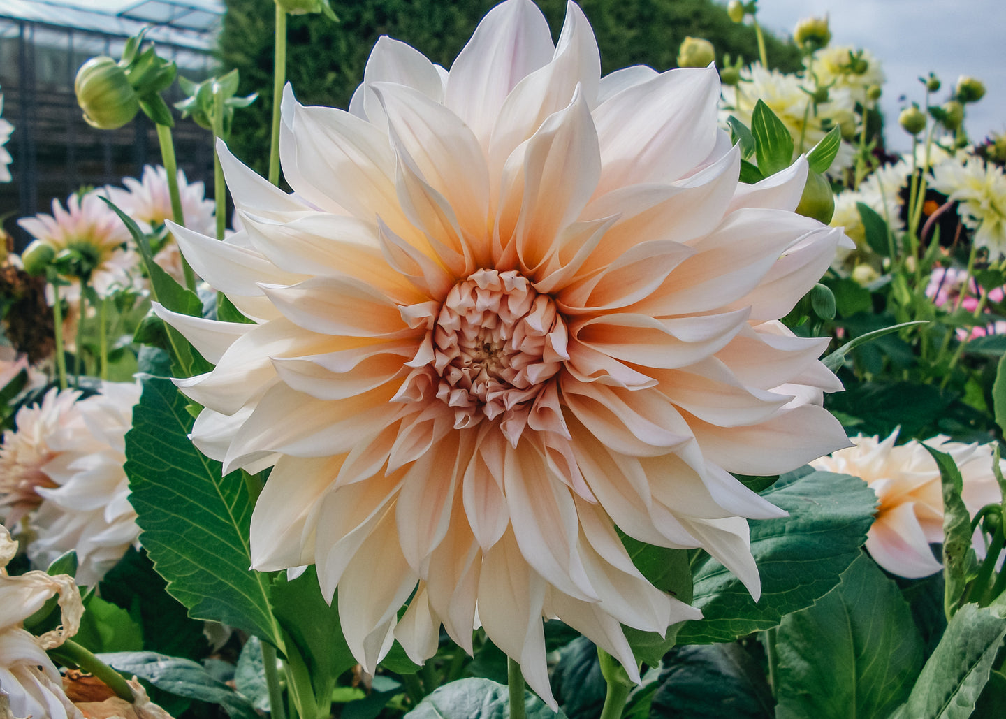 Taylors Bulbs Dahlia Café au Lait