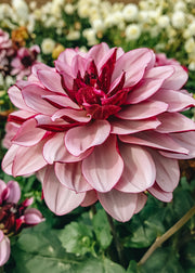Taylors Bulbs Dahlia 'Crème de Cassis'