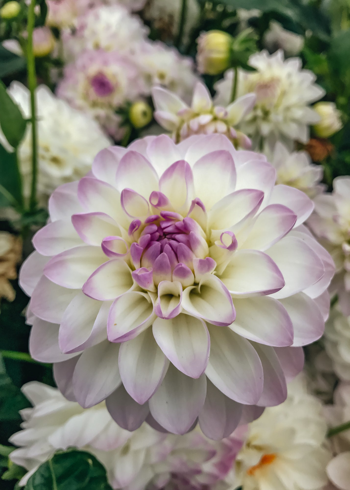 Taylors Bulbs Dahlia 'Eveline'