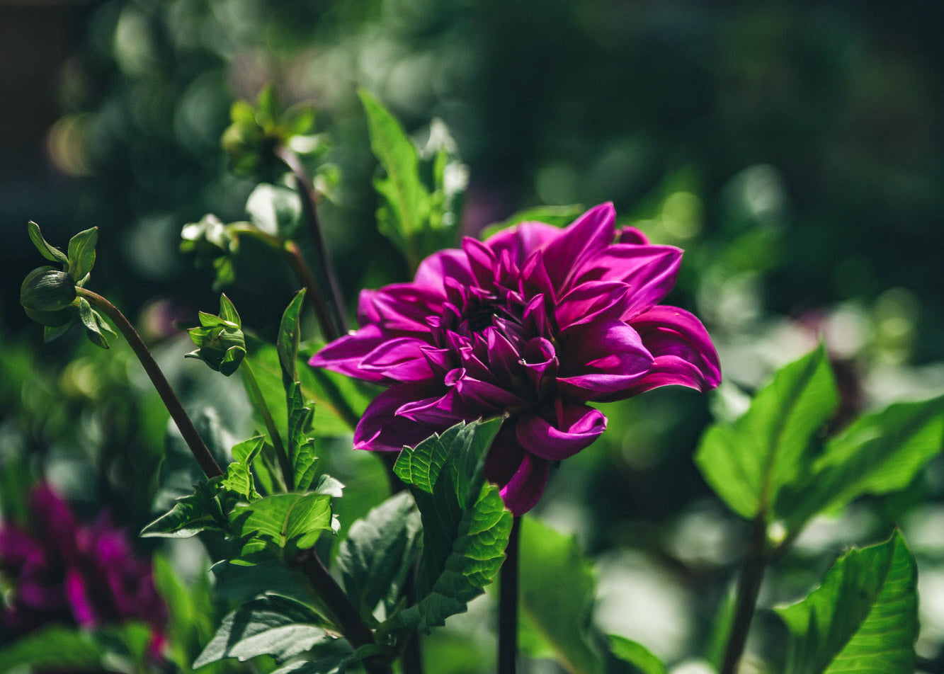 Taylors Bulbs Dahlia 'Thomas Edison'