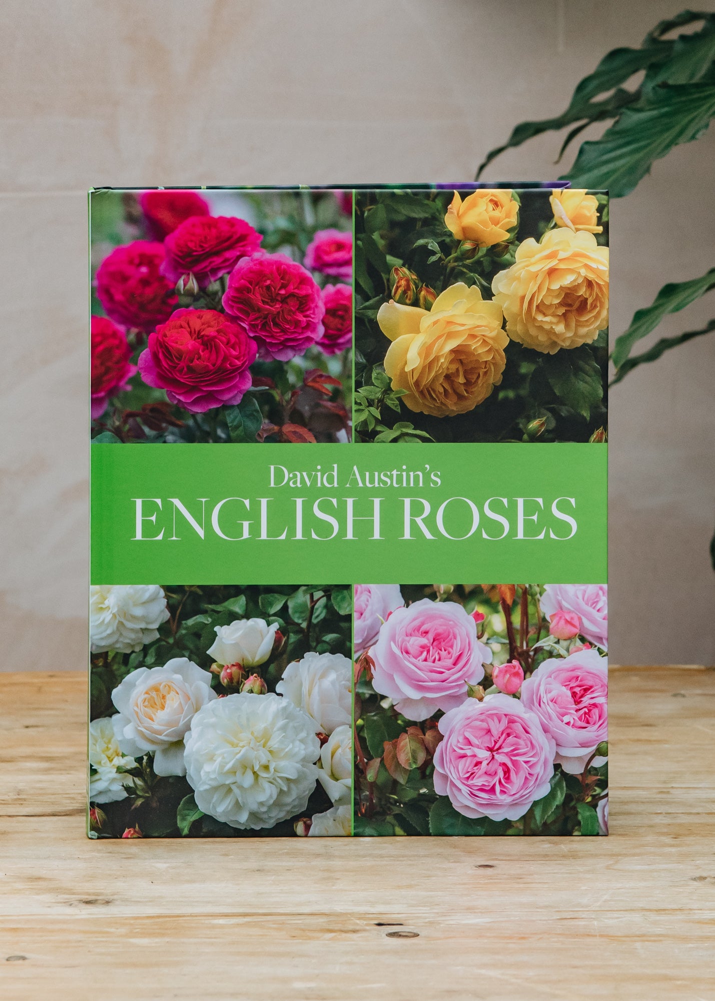 David Austin's English Roses