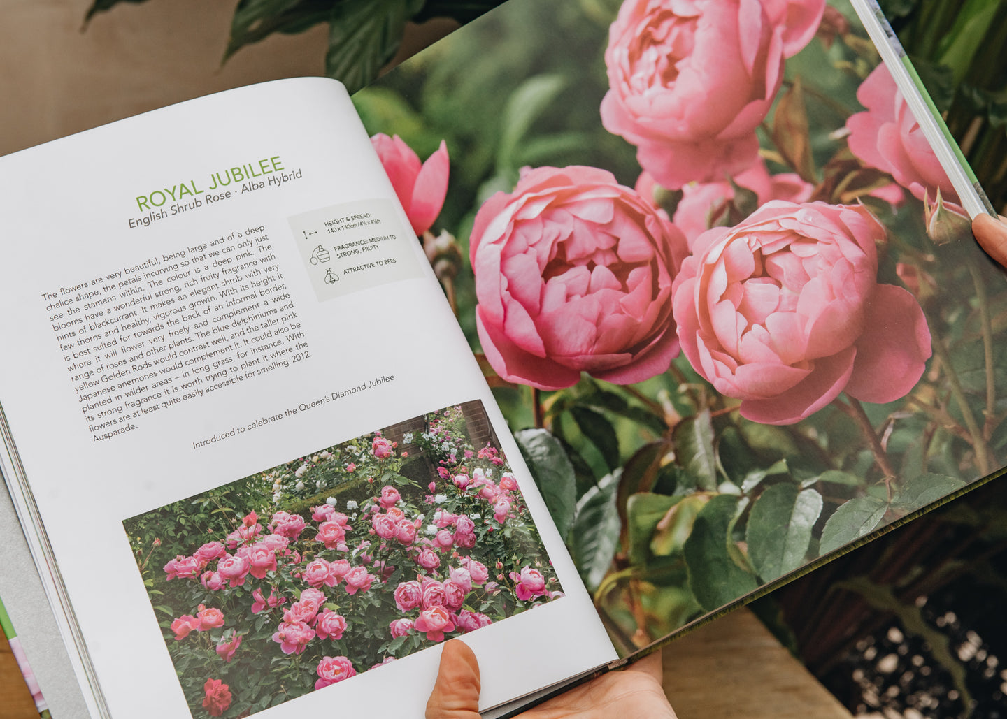 Gardening Books David Austin's English Roses