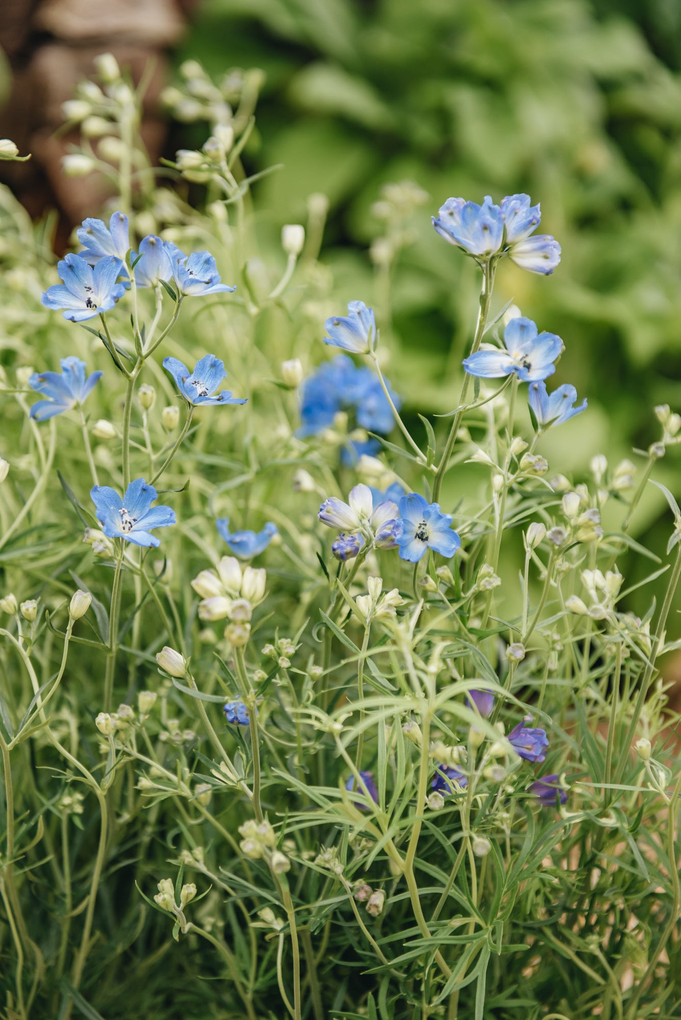 Delphinium Summer Nights