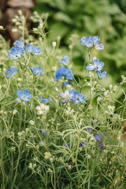 Delphinium Summer Nights