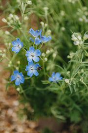 Delphinium Summer Nights