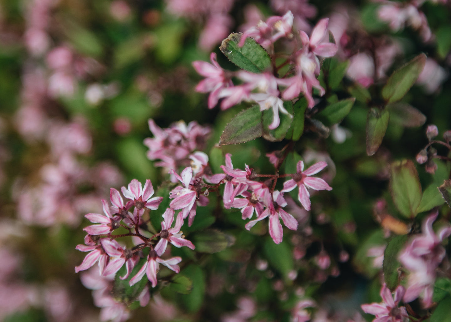 Deutzia Yuki Cherry Blossom