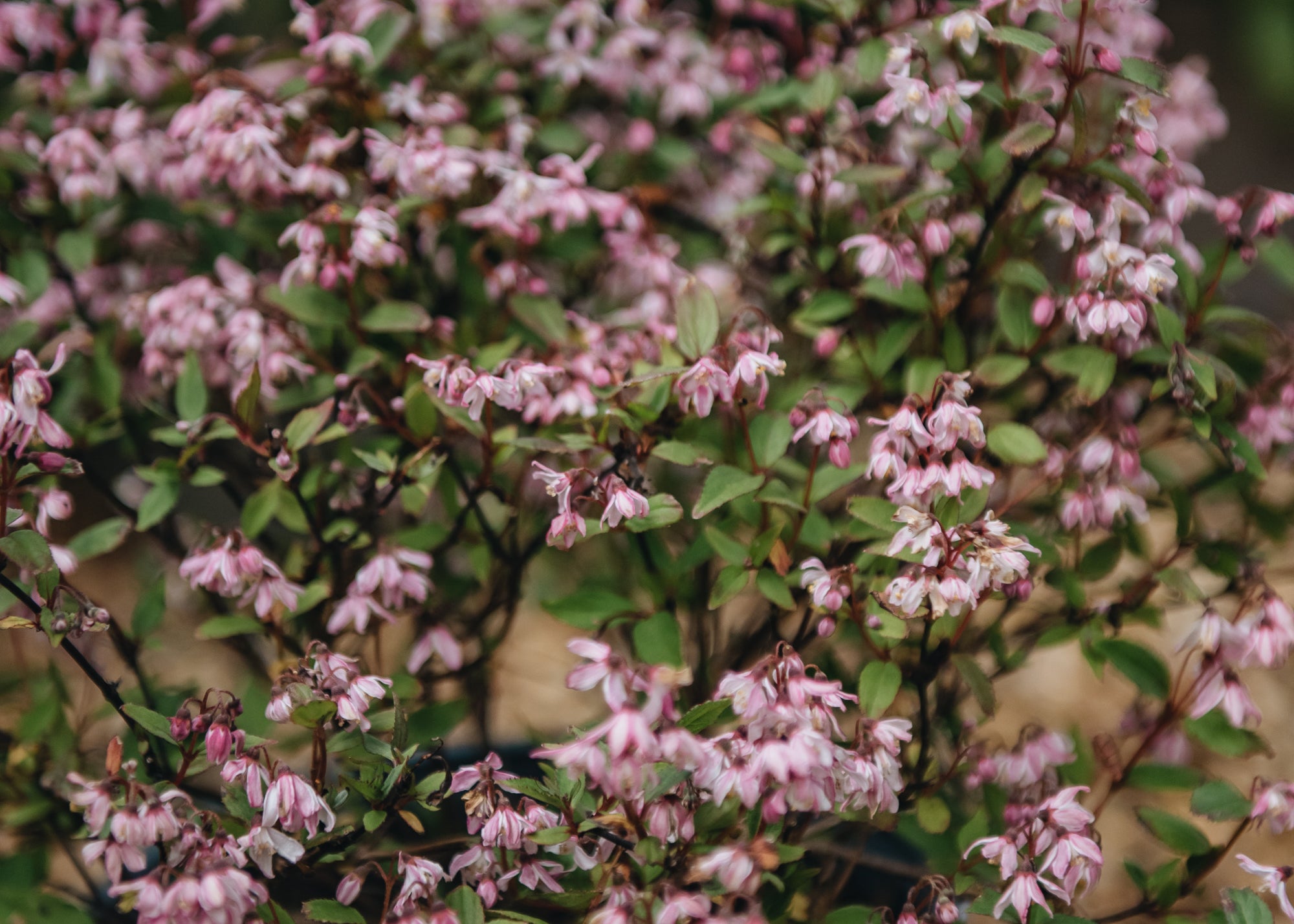 Deutzia yuki shop cherry blossom
