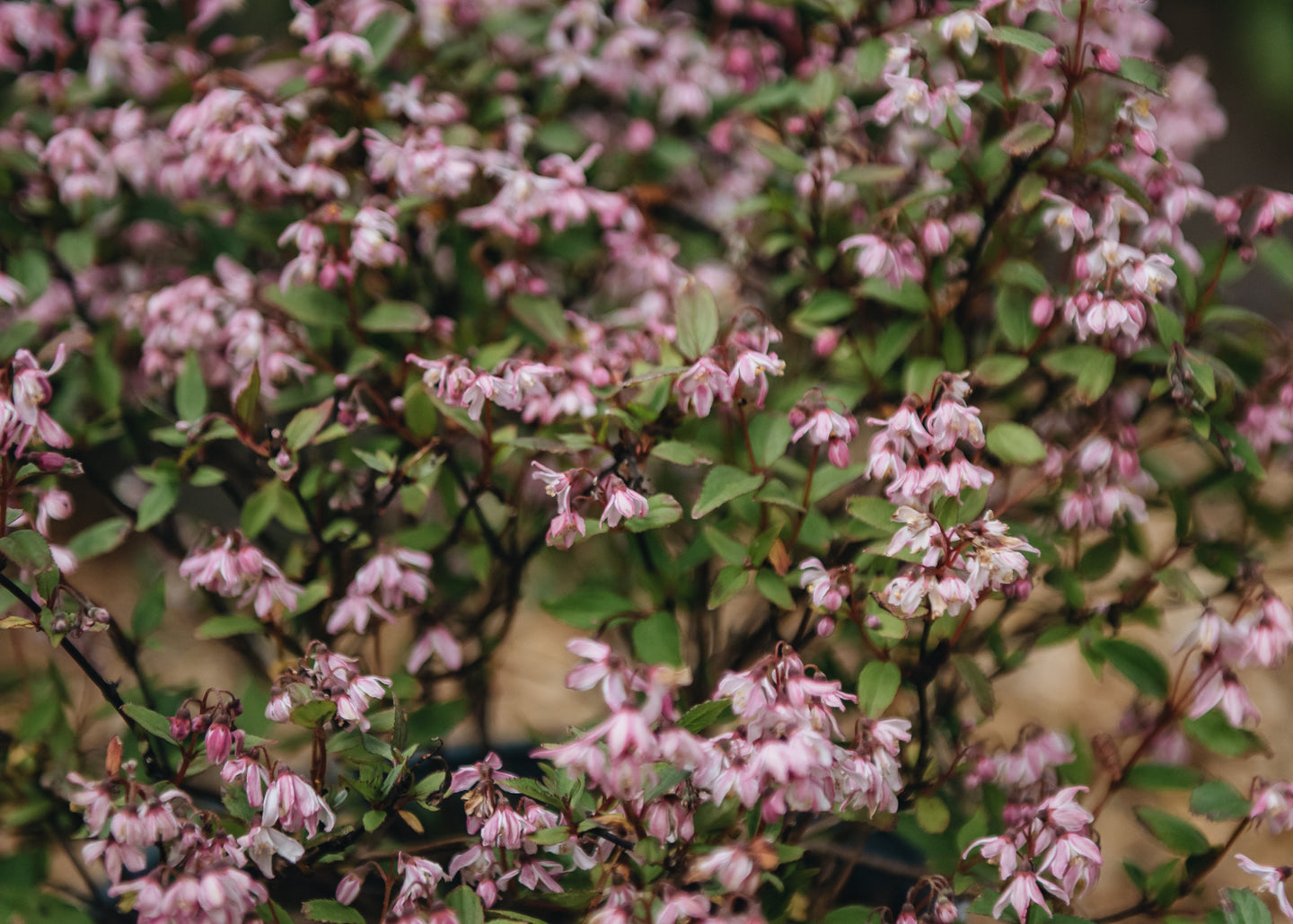 Deutzia Yuki Cherry Blossom