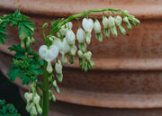 Lamprocapnos spectabilis Alba AGM