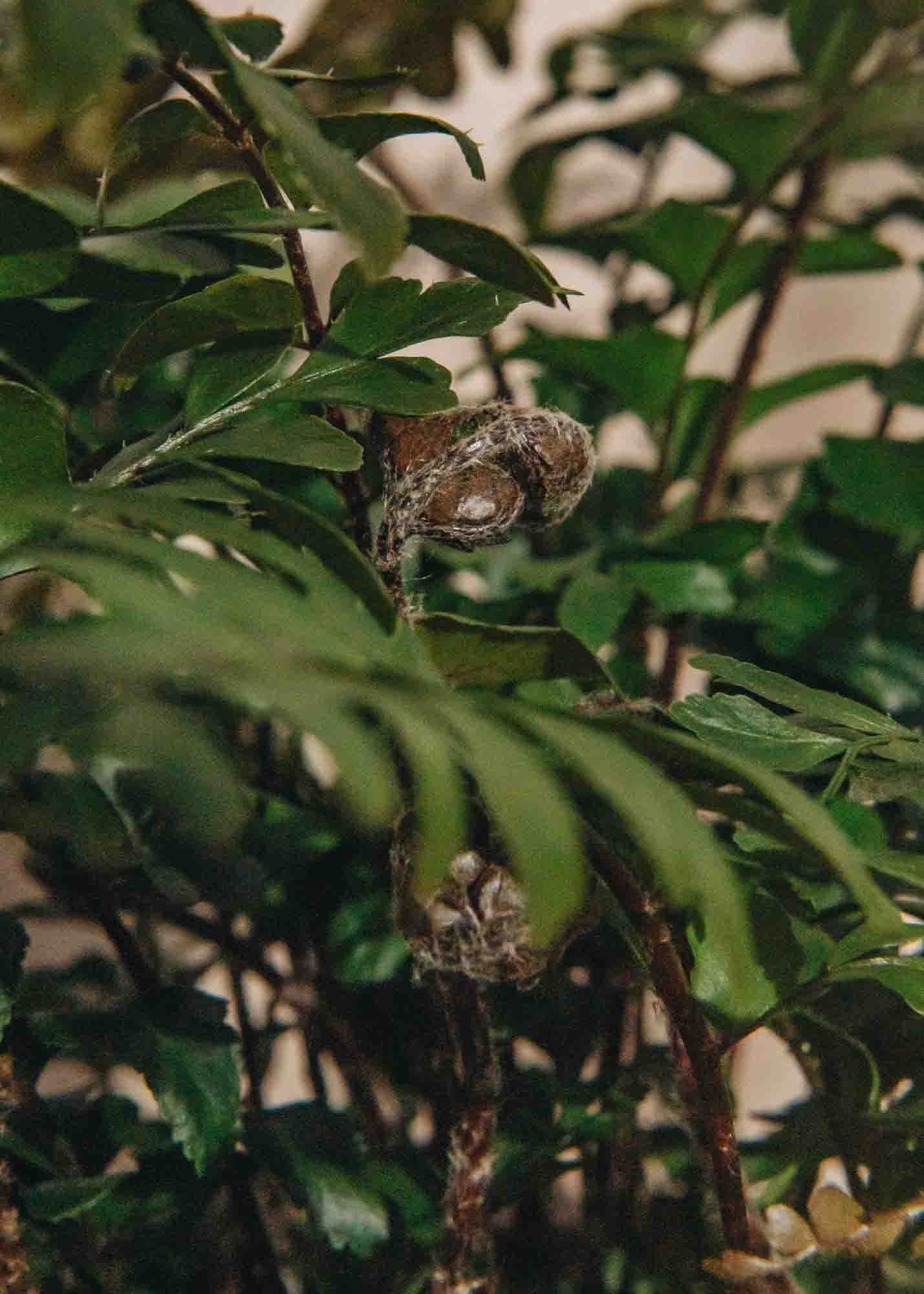 Didymochlaena Didymochlaena Truncatula