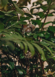 Didymochlaena Didymochlaena Truncatula