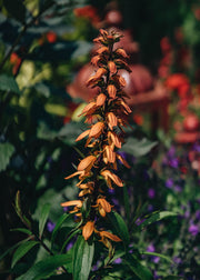 August and Piers Digitalis 'Bella', 3L